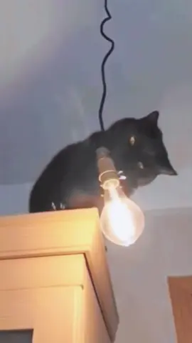 Cats can get scared of various things,so much funnyy😂😂😂😜😜😜🤣🤣🤣🤪🤪…..#cat #funny #scaredycat #catsofinstagram #funnycat 
