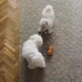 À donner contre bon soin à des familles et sérieuses mes magnifiques chiots 🐶 de race bichon maltais #pourtoiii #adoption #bichonmaltais #france #tiktokfrance🇨🇵 