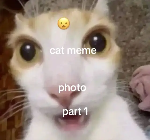cat meme part one #catmeme #cat #photo #caaat #ilovecat @jyankun 