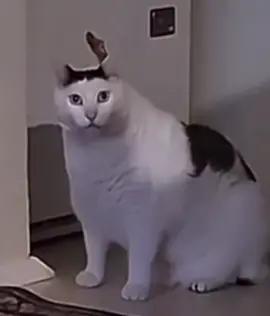 A cat says haaa  #memes #funny #viral #fyp #relatable 