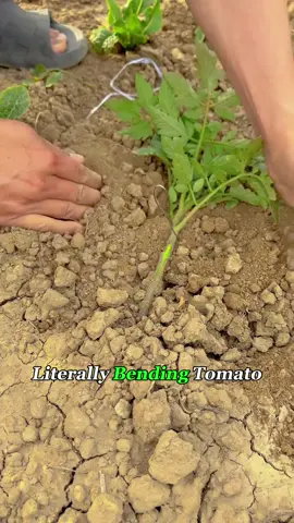 Why Farmers Bend Tomato Plants on Purpose？
 #tomato #farming #plant #foryou #fyp 