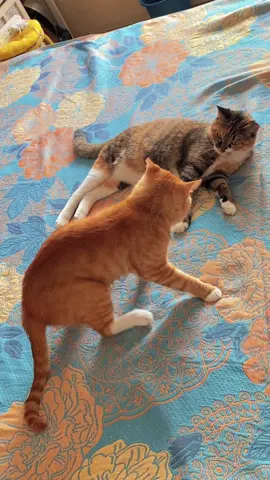 Song for the fighting!😅😅#funny #cat #pet #cute #viral 