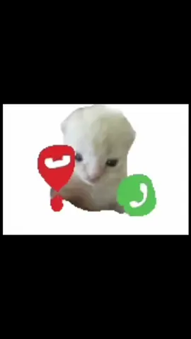 nhạc chuông điện thoại hachimi #hachimi #mambo #ringtone #catsoftiktok #funnypets 