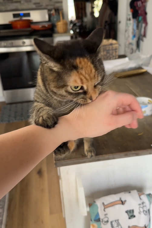 A clingy cat 🐱🥰 #cat #cats #catsoftiktok #funnycat #catlovers #cutecat #funnyvideos #funny #funnyanimals #funnytiktok #viral #fyp #cute #tiktok #Foryou 