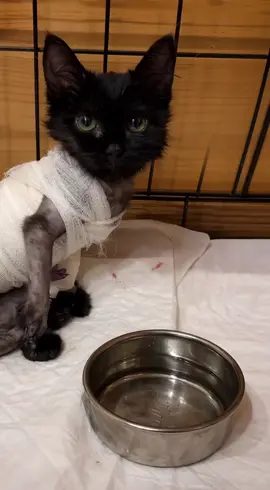 Trapped under the hood of a car, she lay still—cold, bloodied, and in excruciating pain. Her tiny body was covered in severe injuries, a portion of her leg and tail severed, while burns ravaged 70% of her skin. Abandoned and helpless, she fought against the odds.  #RescueKitten #AnimalRescue #Survivor