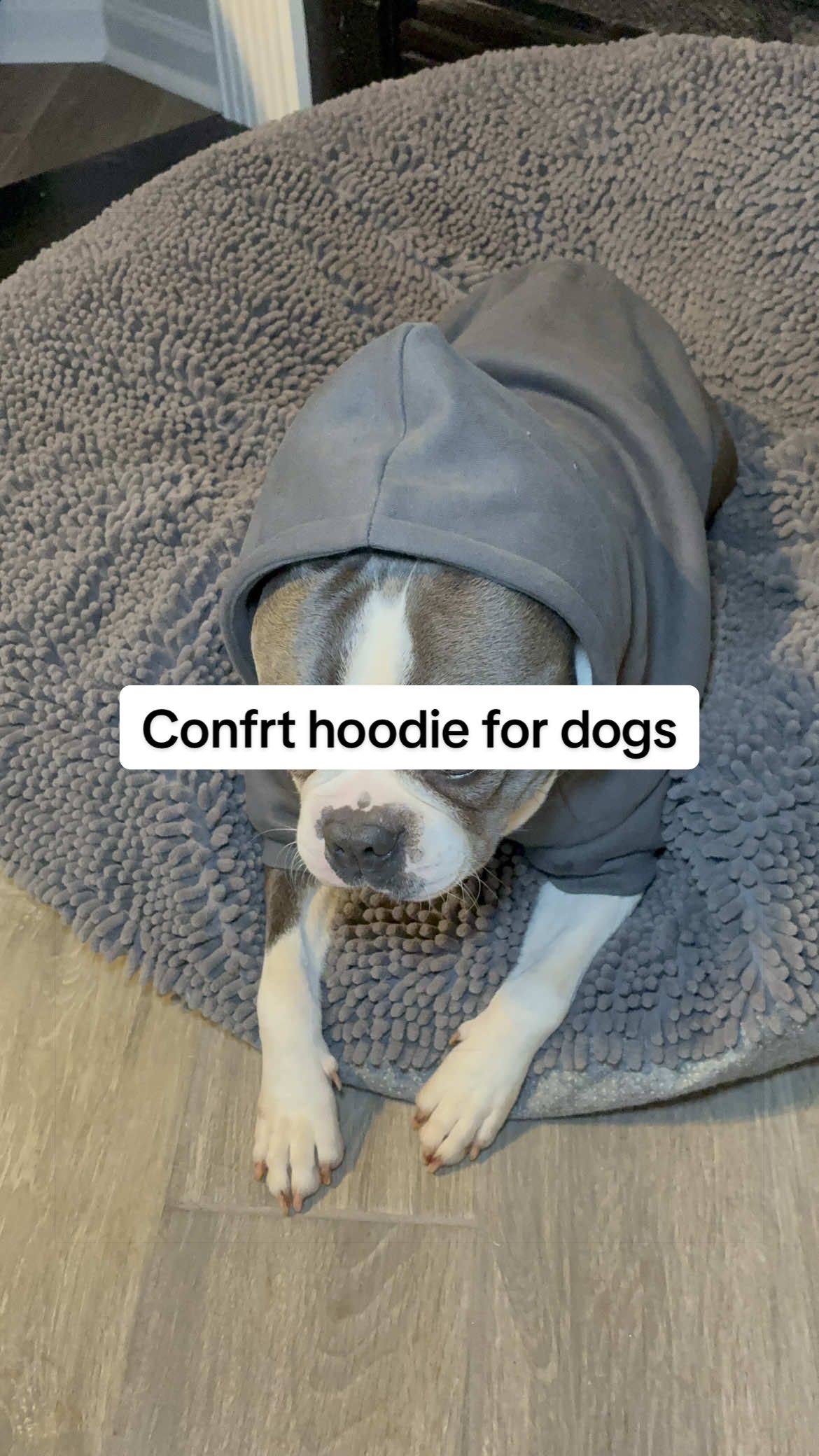 So adorable 🥰  #dogclothing #doghoodie #comfrt #bostonterriers #comfrtpaws @Comfrt Paws  Boston Terrier 30lbs size XL comfort paws hoodie