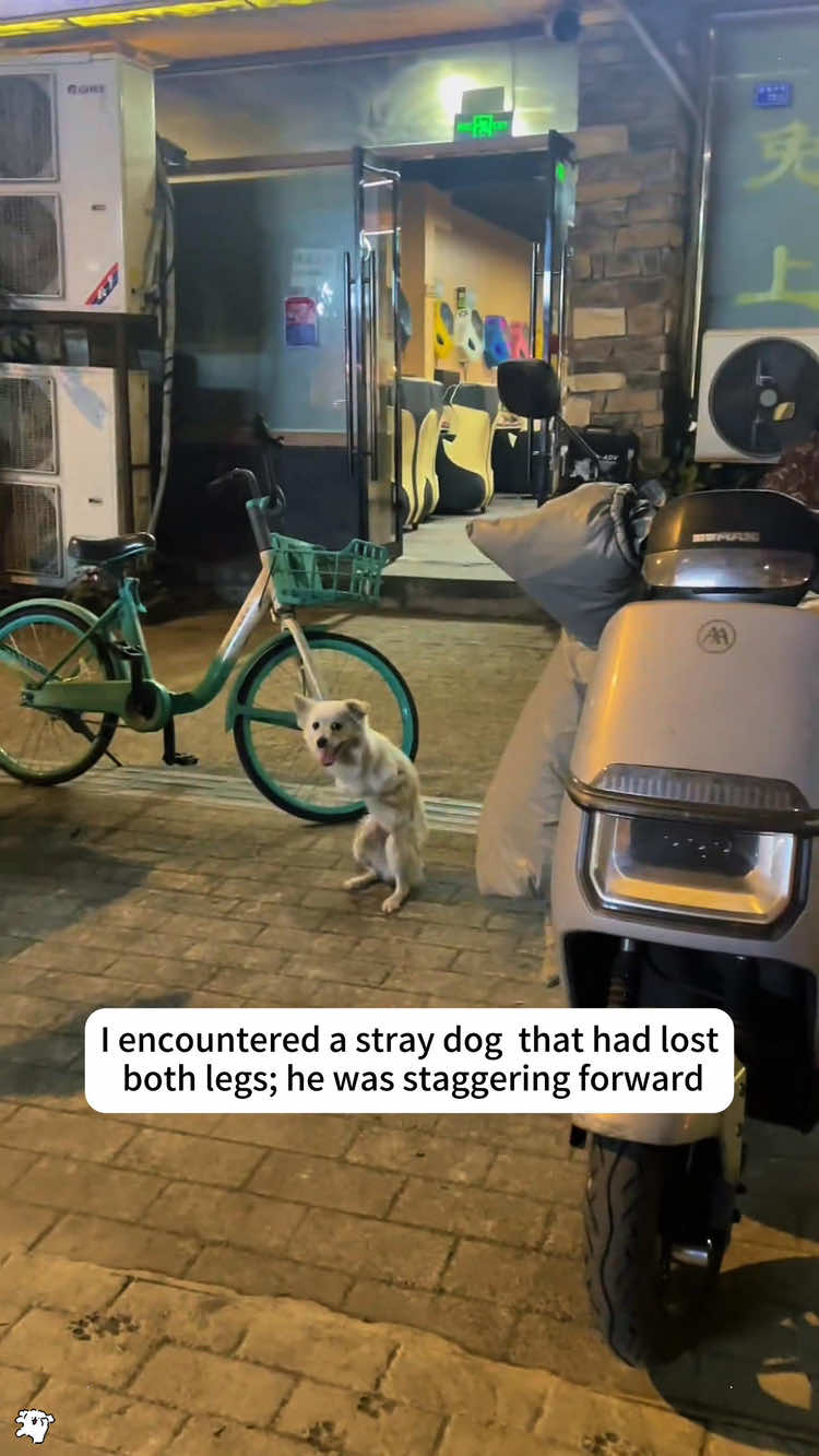 I encountered a stray dog ​​that had lost both legs.He was staggering forward and looked very pitiful,I rescued him and then..❤️#dog #rescue #animalrescue #usa #fyp 