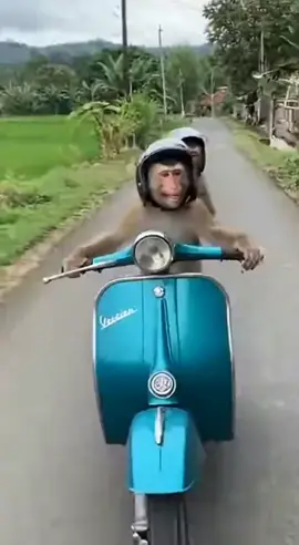 Minggu terakhir ngabuburit... #monyettiktok  #funnyvideos  #lucu  #monkeylife  #ngabuburit 