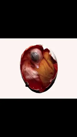 Life began at its simplest: single cells, just enough structure to survive, taking in energy, responding to their environment. But over time, through adaptation, oxygen, and increasing complexity, those same basic building blocks give rise to tissues, systems, and eventually fully integrated organisms capable of thought, movement, and awareness. In many ways, biology is a constant push toward higher order.