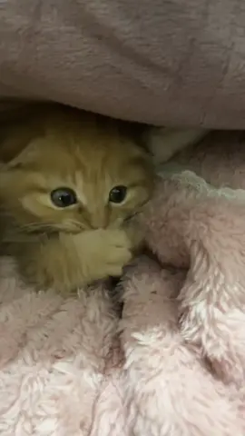 #pet #cutecat #kitty #kitten #cutekittens 