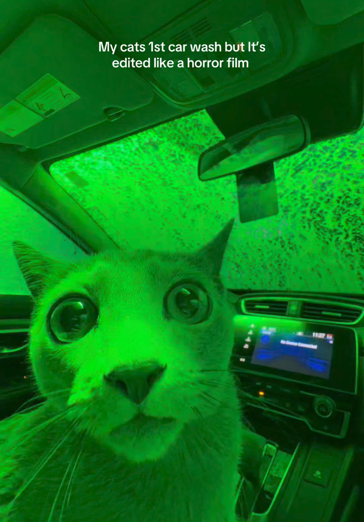 Follow cozy for more adventures!  #careashcat #COZY #cat #catsoftiktok #catcarwash #RUSSIANBLUE