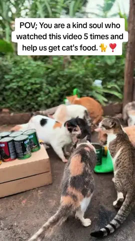 POV; You are a kind soul who watched this video 5 times and help us get cat's food.🐈❣️#rescueshelter #catfood #Donate #sanctuary 