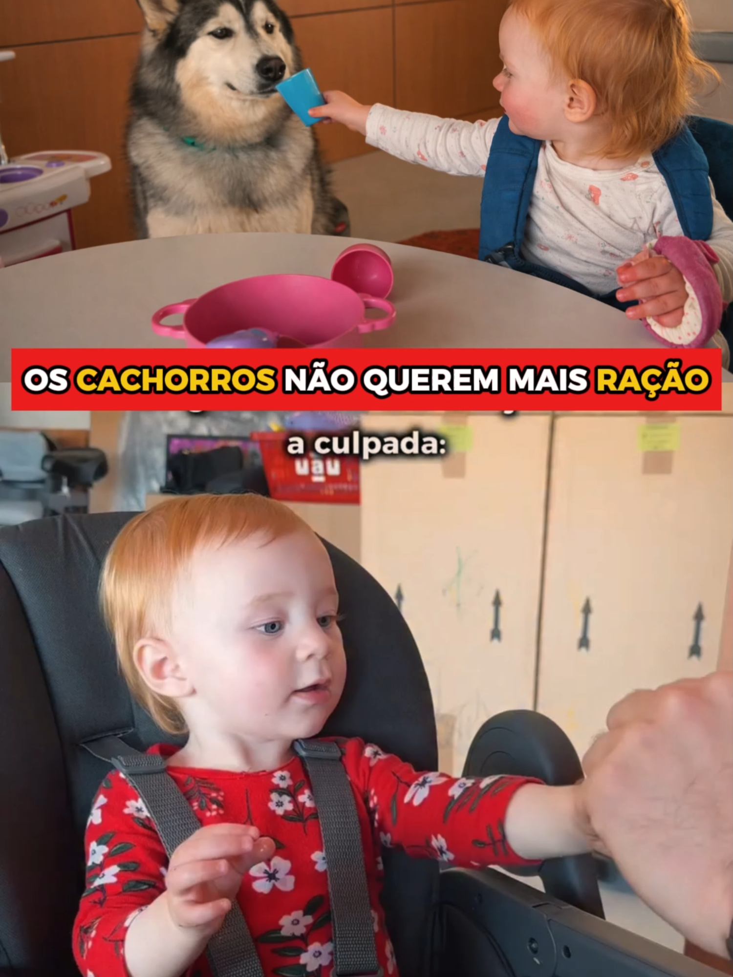 @zanqoficial os cachorros não querem mais ração 😅 alguém explica pra eles agora que isso não é rotina? 😂 #familiaZ #zanq #zanqclipfy #clipfyleague