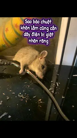 Không nhắm nổi mắt luôn ời.Sáng ngủ dậy xuống thấy mà vừa buồn cười vừa thương 😆🤣 #xuhuong #viral #foryou #haihuoc 