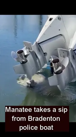 Manatee takes a sip from Bradenton police boat