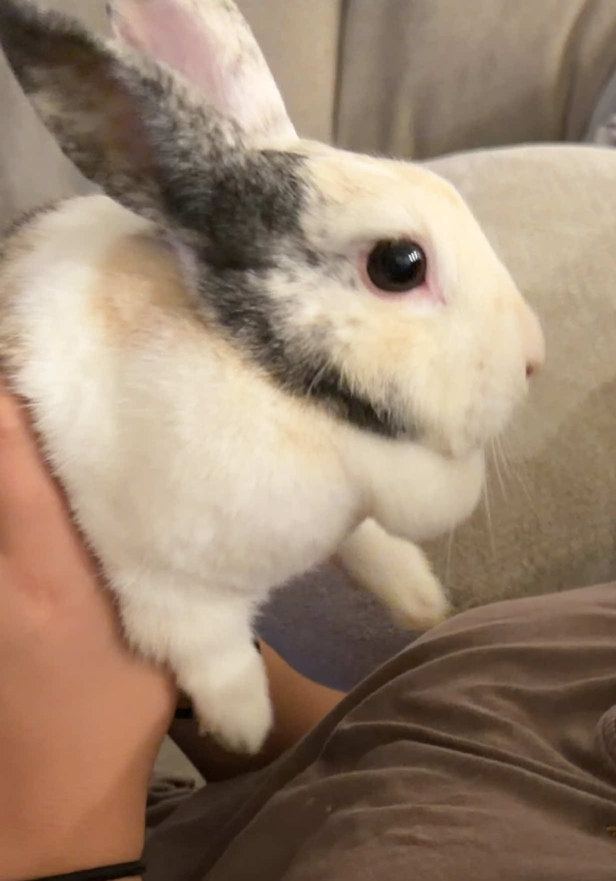 He just loves getting comfy. Our shirts suffer but he is happy🤣🤣🤣 #rabbitsoftiktok #PetsOfTikTok #bunny #petsontiktok #rabbit 