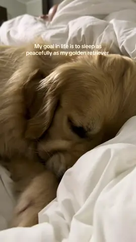 Face smooshied up 🥹 #goldenretriever #dogsoftiktok #goldenretrieverlife #dogtok #sleepint 