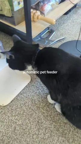 #catsoftiktok #petwaterfountain #catperson #dealsforyoudays #tiktokshopcreatorpicks 