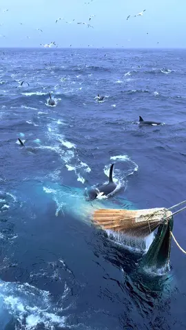 Orca footage from the mackerel fishing 🐟 feeding time, while pumping aboard four hauls #lunarbow #mackerel #orca #killerwhale #Scotland