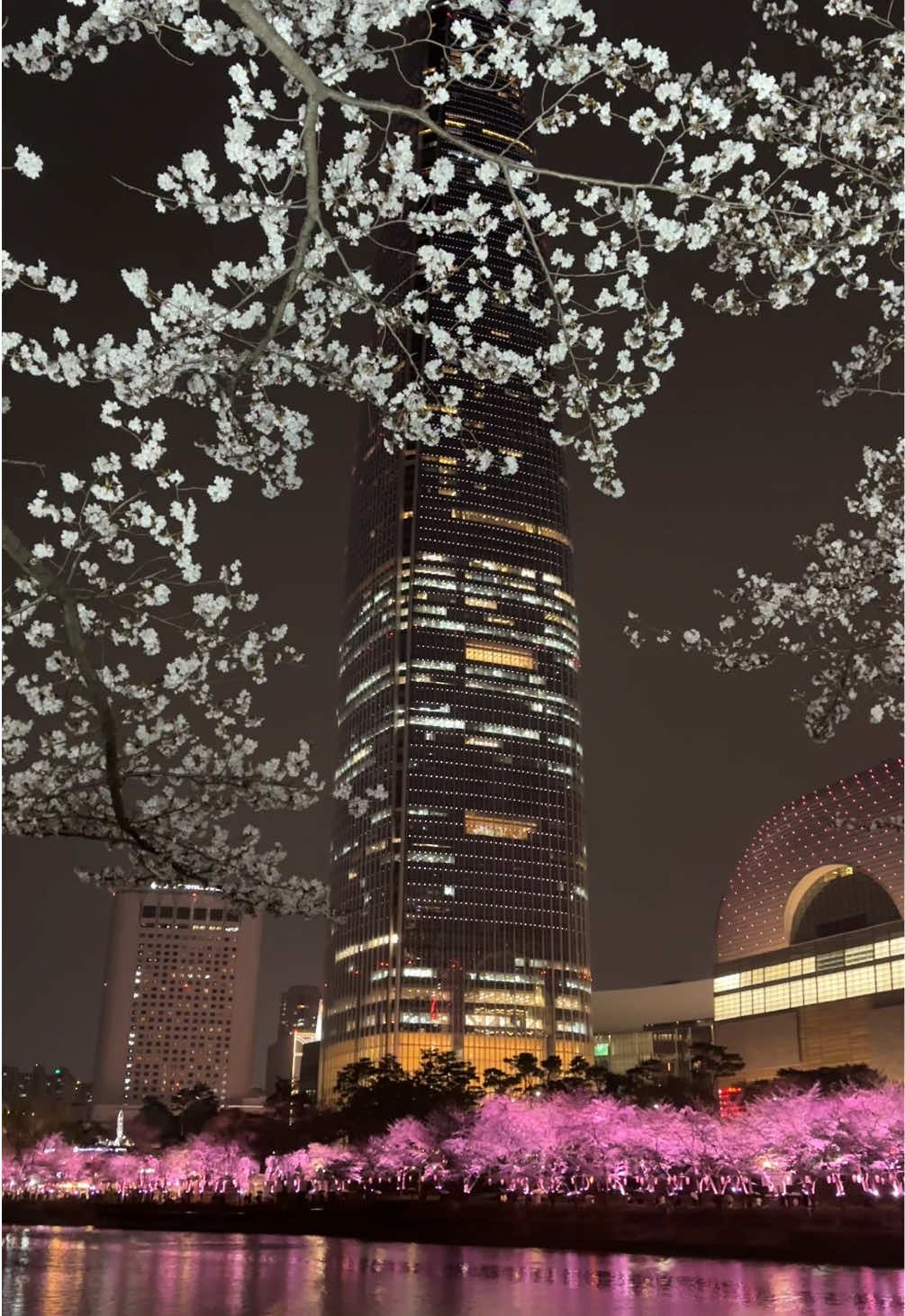 Beautiful Seokchon Lake 석촌호수 😍🇰🇷 #seoul #southkorea #sakura #cherryblossom #fyp 