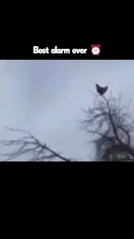 Save it😂  #fyp #viral #foryoupage #chickenscream 