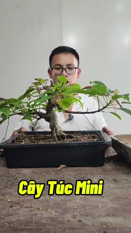 Cây Túc Mini #caytucmini #caytucbonsai #caytuc #cachtrongcaytuc #bonsaimini 