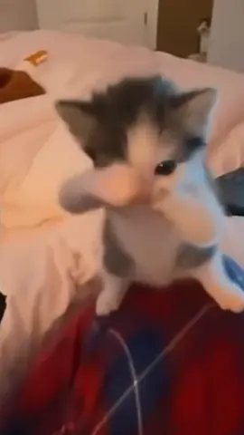 ScubaAaaaa #scuba #cat #dance #meme #funny 