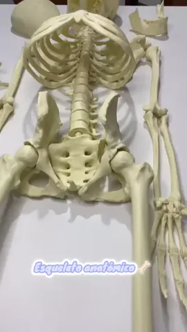 Esqueleto anatómico completo 🫀🦴 ideal para estudiar 🤓 @anatomicas3d puedes encontrarlo en nuestra tienda online 🌐 #huesos3d #anatomiahumana #impresion3d #medlife #biomodelos 