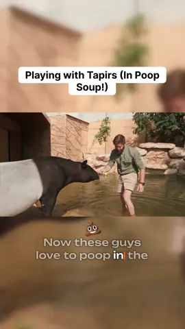 Would you jump into poop soup for a chance to play with tapirs? 💩😂 Honestly, it was totally worth it. I brought some enrichment toys to see if these amazing, water-loving creatures would engage, and watching them figure out their new gear was pure magic. Did you know their noses are basically built-in snorkels? It’s wild watching them use those prehensile snouts to investigate everything! These guys are surprisingly playful and so full of personality—definitely one of the coolest encounters ever. #tapir #wildlife #animalencounters #rainforestanimals #naturelovers