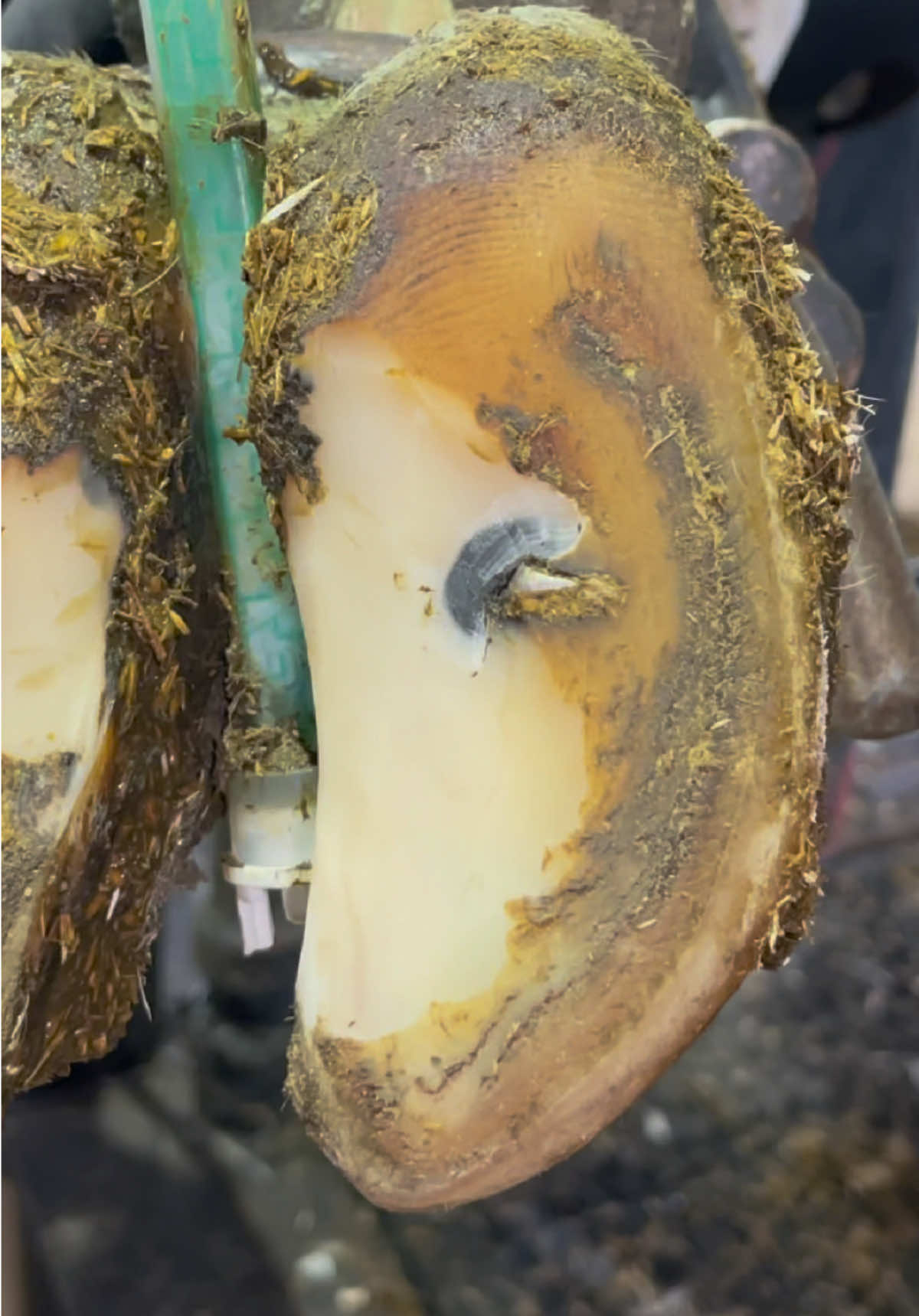 I didn’t expect to find that there…. #natethehoofguy #fyp #satisfyingvideo #hooftrimming #hoofcleaning 