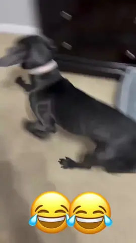 #voiceover #funnyvideo #talkingdog #talkingcat #animals 