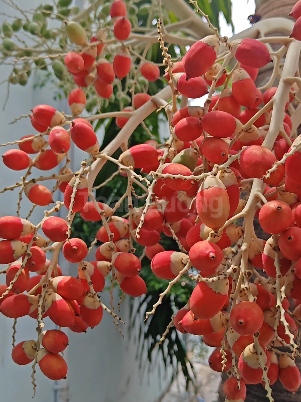 Cau đuôi chồn là loài cau cảnh nổi tiếng với thân thẳng thanh thoát, tán lá mềm mại như chiếc đuôi chồn và những chùm quả đỏ rực nổi bật. Nhờ vẻ đẹp sang trọng, dễ chăm sóc và khả năng thích nghi tốt, cây được trồng rộng rãi trong sân vườn, công viên và các khu đô thị hiện đại. Theo dõi mình để tìm hiểu thêm về nhiều loại cây khác nhé !  #cauduoichon #wodyetiabifurcata #caucanh #toanluong 