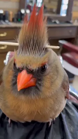 Bro really sat still for the full haircut#funnybird #animalvideo #weirdlycute #barber #viral
