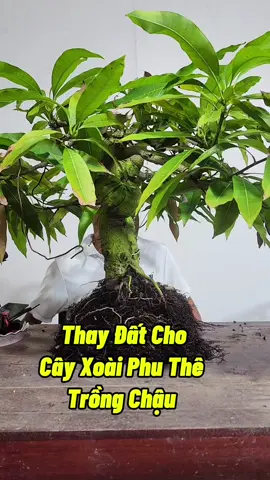 Cây Xoài Mini Trồng Chậu #cayxoaimini #cayxoaibonsai #bonsai #bonsaimini #namxelan90 