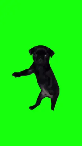 An adorable black pug puppy from Wagsfamily takes complete control of the vibrant green screen backdrop, standing upright on its hind legs and grooving to a high-energy, trumpet-heavy Latin rhythm. The tiny canine delivers a hilarious, fast-paced dance performance, rapidly bouncing its body, shifting weight from side to side, and shaking its front paws in perfect synchronization with the punchy, uptempo beat drops. Maintaining an incredibly serious, wide-eyed facial expression while its little body moves at hyperspeed, this animated pet asset creates an instant comedic contrast against the solid green screen background. This high-spirited green screen template offers a premium, versatile canvas that works flawlessly as a standalone comedic focal point or an interactive duo layout. The frantic, joyful energy of a dancing pug puppy serves as an unmatched visual hook to hold viewer attention from the very first frame. Creators can easily swap out the background to pin relatable text overlays about sudden bursts of excitement, weekend vibes, celebrating minor victories, or unhinged late-night hyper-fixations, making it an ideal format to drive high loop counts and maximize platform retention metrics. Tap CapCut Try this Template to use this template in CapCut #capcut #capcutpioneer #pioneertemplate #viraldance #dogmeme 