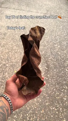 This is day 76 of finding the crunhiest leaf 🍂 bigger the shoe bigger the crunch! If you want to use my content get permission first!  #crunchthat #day76 #pop