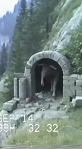 The Minotaur — 1992 Camcorder Footage Degraded 1992 handheld camcorder footage • Ancient Ruins • Archive Fragment The cave entrance had been there for centuries. Broken columns. Fallen pillars. Moss and vines over everything. We thought it was empty. Then something moved inside. It came out on all fours first. Then rose. Fully upright. Horned head lifted. Eyes scanning the valley. Slow. Deliberate. Like it owned everything it saw. Maybe it did. 100% AI horror fantasy #TenebrisContactum #TheAncients #FoundFootage #PhantomTrail #Giant