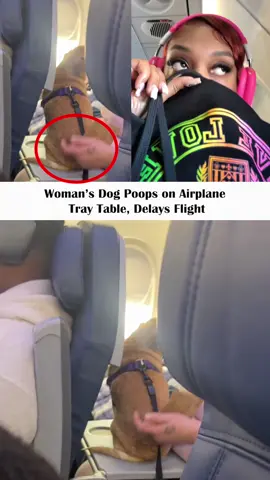 Woman’sDogPoopsonAirplaneTrayTable,DelaysFlight#news #foryour #dog #airport #typ 