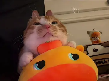 ✨Hachimiiii~~~🧡 #cat #viral #cute #viralvideo 
