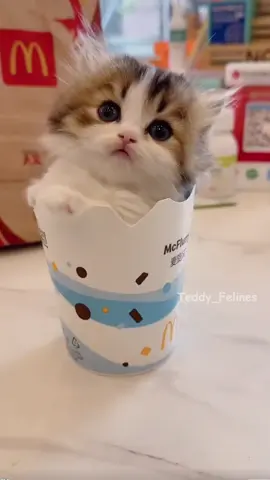 Tiny Kitten’s Day, Only Here to be Cute 🧸😻💕 #cat #cute #cats #kitten #kittenoftiktok 