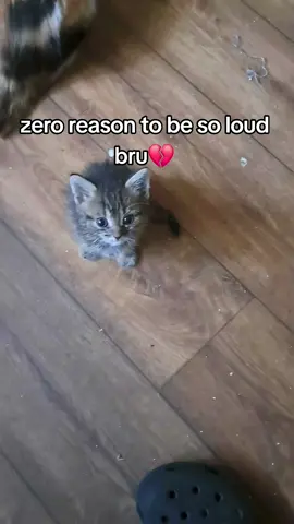obliterating my eardrums🫩 #cat #funny #fyp #viral 