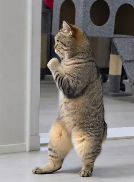 Jab... Jab... 💥🐾 You sure you want this fight? 😼🥊 One paw is all it takes. 😂 #cat #boxing #kickboxing #funny #reels 