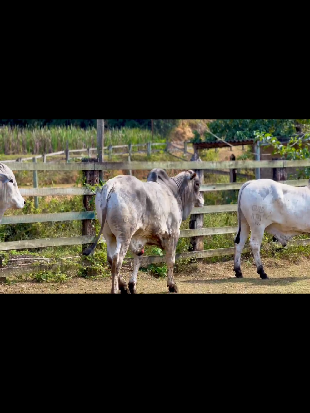 À venda – Touros Nelore PO Registrados 3 touros Nelore PO, todos registrados, com aproximadamente 36 meses de idade. Animais de excelente padrão racial, prontos para reprodução, ideais para quem busca genética de qualidade para o rebanho. 📍 Prontos para servir. 📩 Chame no direct para mais informações. #nelorepo #fazenda #campo #foryou  #gadodecorte 