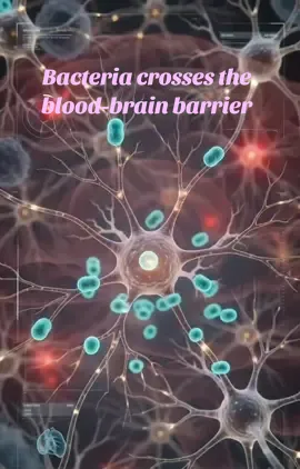It starts in the nose… but can reach the brain faster than you think. This 10-second animation shows how Neisseria meningitidis moves through the body and causes meningitis. Simple medical science, visualized step by step. Watch till the end to see how it happens. #Meningitis #ScienceReels #MedicalAnimation #Biology #HumanBody          