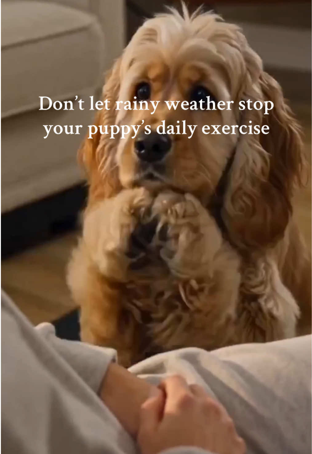 #treadmill #walkingpad #dogparents #rainday #petlover 