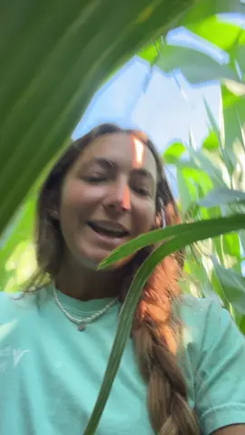 Corn update 
