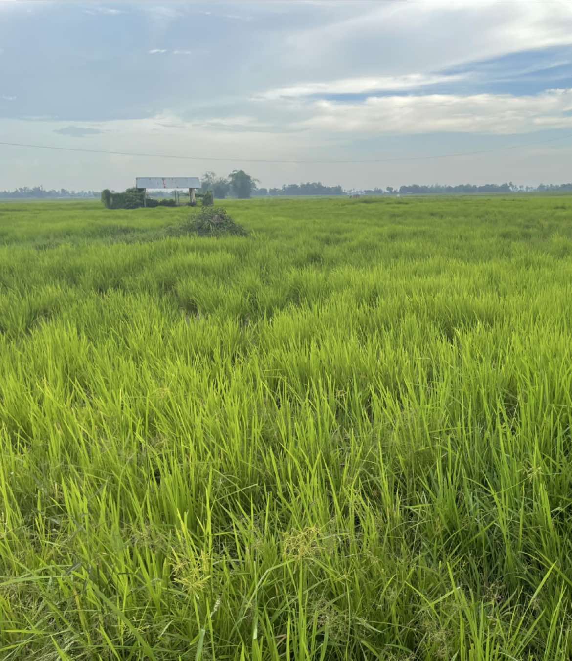 អ្នកស្រែចាំអូន😥❤️#ទេសភាពស្រុកស្រែ🌄🏜️🌱🌼🌾🐟 #ព្រៃវែងផ្ទះខ្ញុំ🏞️🏡 #xyzabc #fypシ゚viral #foryoupage❤️❤️ 