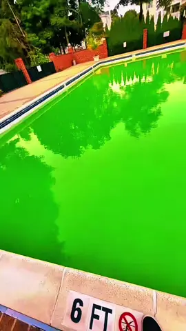 Una alberca verde ocultaba un secreto increíble. Mira la transformación completa y descubre qué apareció cuando el agua volvió a ser cristalina. #alberca #limpieza #poolcleaning #mexico #viral 