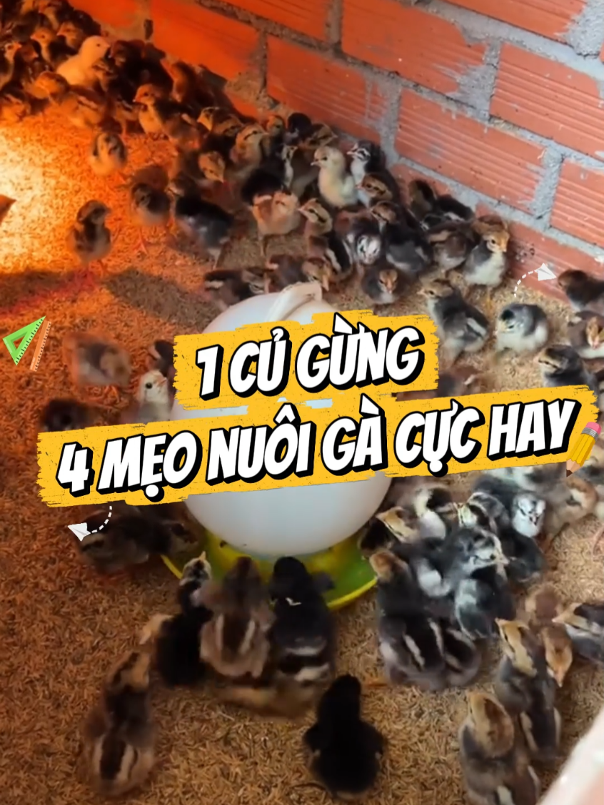 Mẹo chăm gà khoẻ chỉ từ 1 củ gừng #vnbio #channuoi #nuoiga 