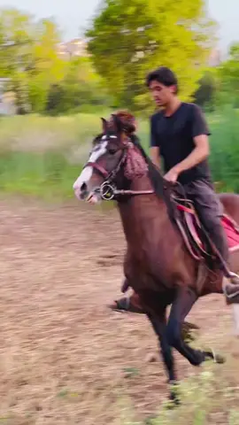 #Chingara❤️‍🔥🐴 #like #follow #dontunderreviewmyvideo @Syed Shozab Shah 